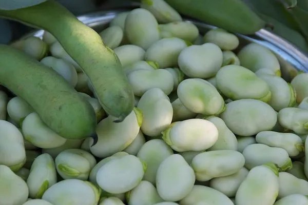 蚕豆煮多长时间会熟 新鲜蚕豆怎么保存