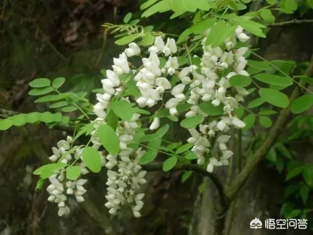 刺槐树有什么作用?