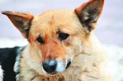 刷爆朋友圈两只鹅的故事，大结局已经揭晓！