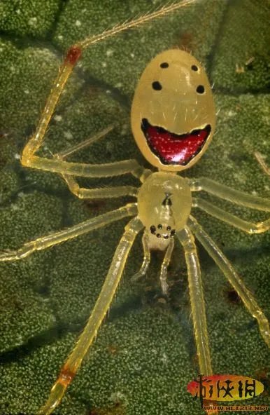 夏威夷群岛拍到怪异笑脸蛛：身长仅几毫米