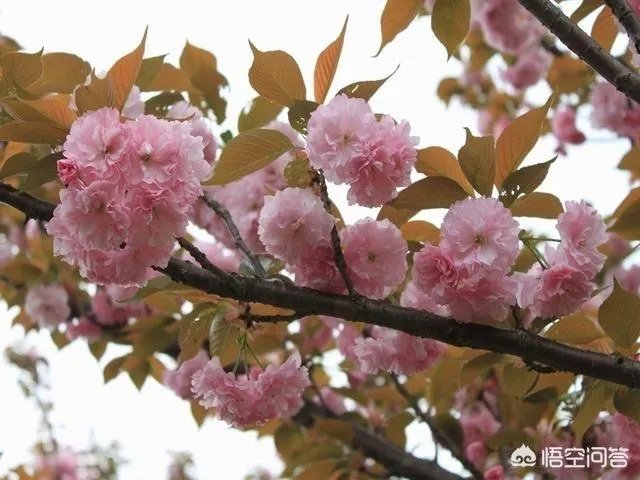 微单与手机哪个更好？