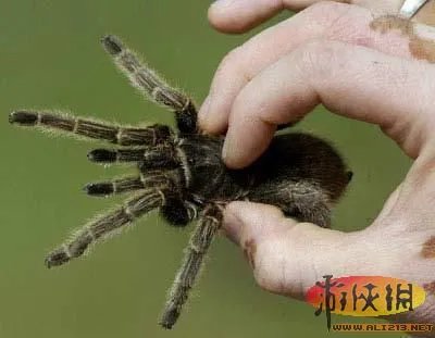 盘点全球新奇妙动物：紫色北极熊 海地长吻猬