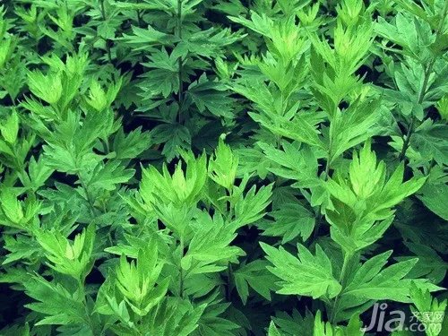 艾草图片欣赏 艾草资料介绍