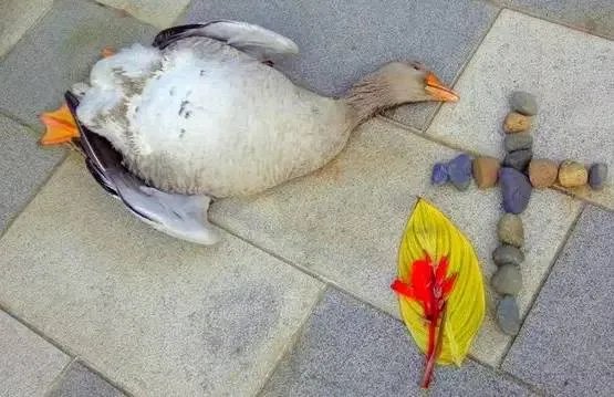 刷爆朋友圈两只鹅的故事，大结局已经揭晓！