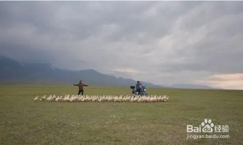 蝗虫的天敌是什么?