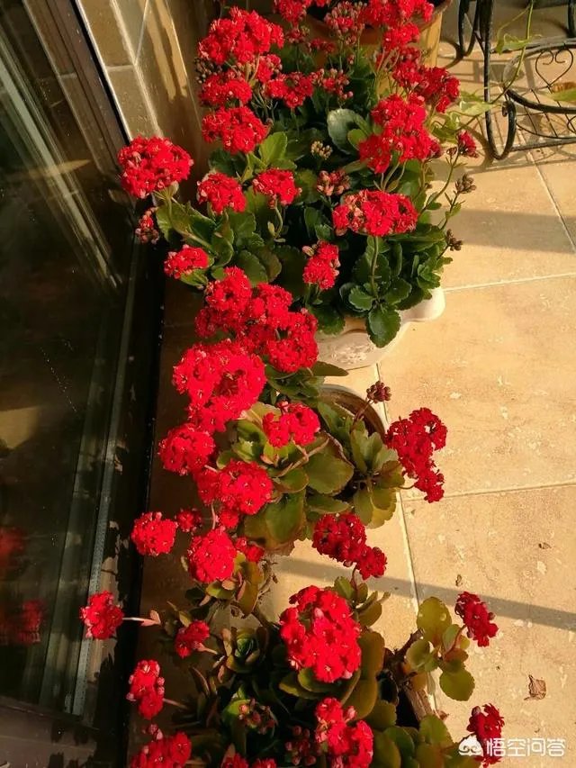 可以拿玻璃花盆养花吗