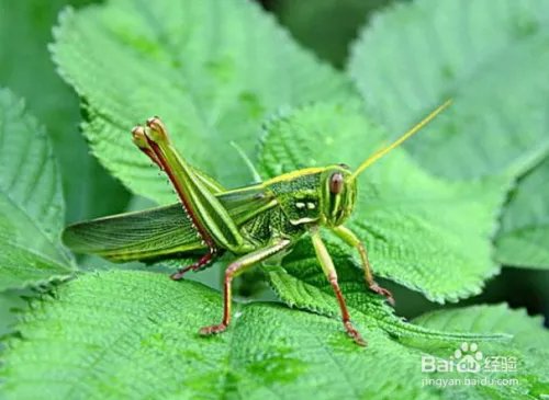 蝗虫的天敌是什么？