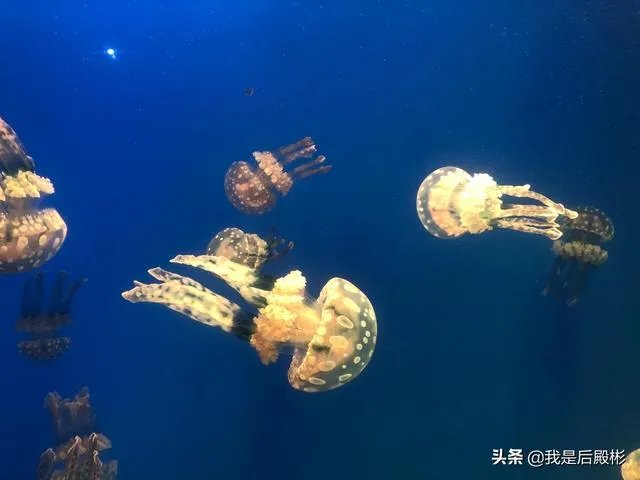 巴里坤县城镇明氏烧饼店