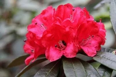 你知道中国百里杜鹃花都在哪里吗？