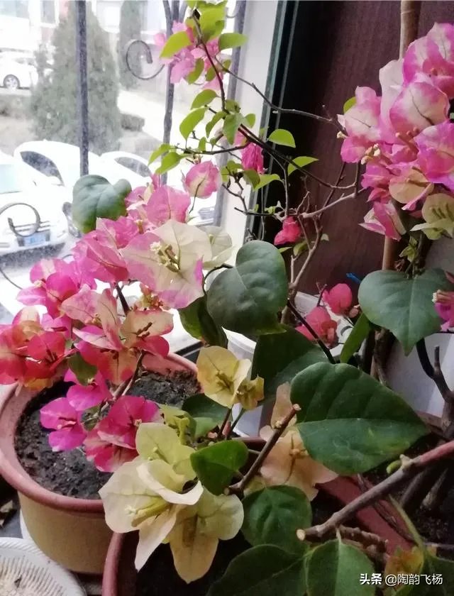 瑞士三角梅为何不开花？