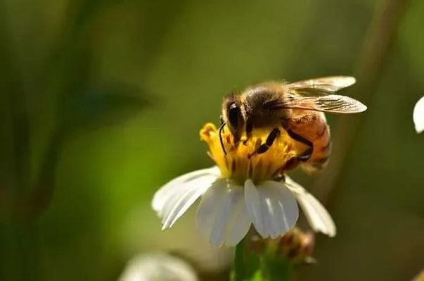 世界十大繁衍能力最强动物：翻车鲀鱼当仁不让，拔得头筹 