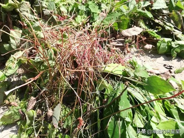 野生药材一定比种植药材好吗？