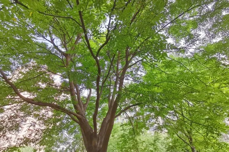 榆钱的功效与作用图片