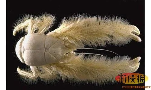 盘点全球新奇妙动物：紫色北极熊 海地长吻猬