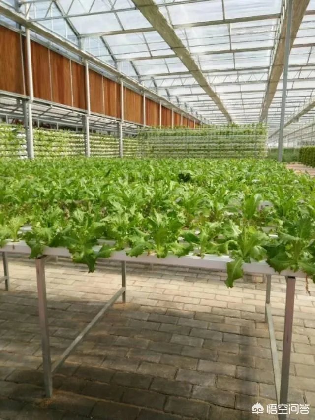 蔬菜大棚和蔬菜温室的区别是什么？