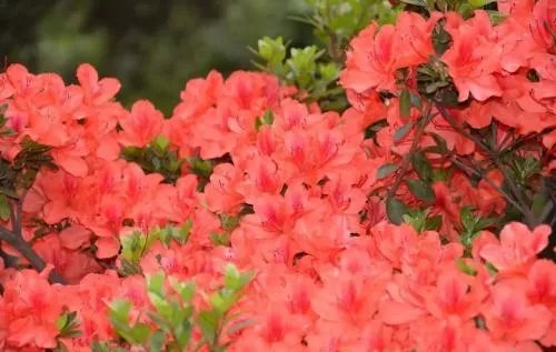 你知道中国百里杜鹃花都在哪里吗？