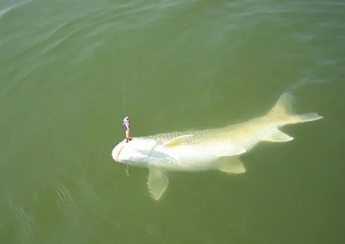 中国钓鱼频道的介绍