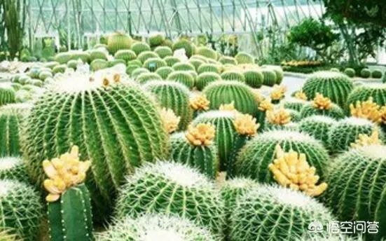 可以拿玻璃花盆养花吗