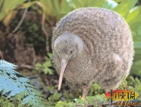 盘点全球新奇妙动物：紫色北极熊 海地长吻猬