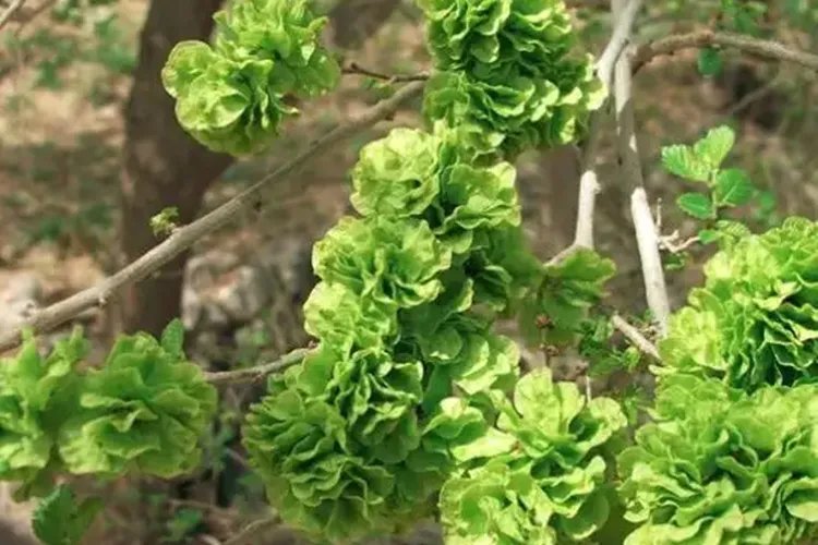 榆钱的功效与作用图片