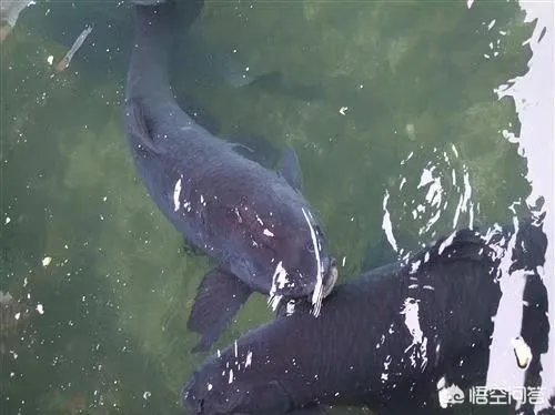 为什么很多农村集市上卖青鱼的都喜欢在鱼箱里撒一把瓜子？