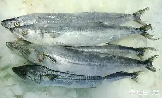 冻鲜与活鲜的区别是什么？