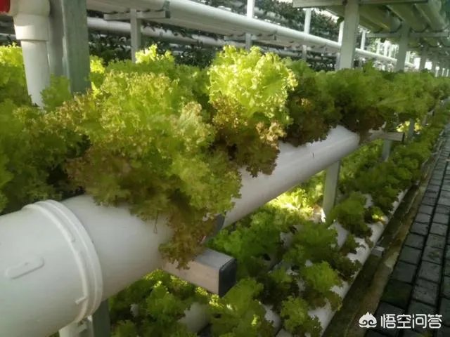 蔬菜大棚和蔬菜温室的区别是什么？