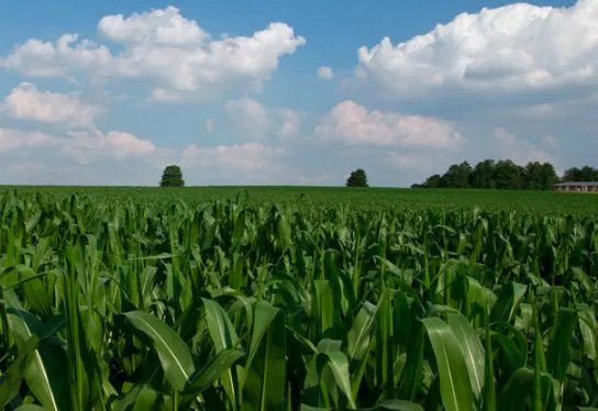 玉米价格每吨涨千元，涨幅有多少？