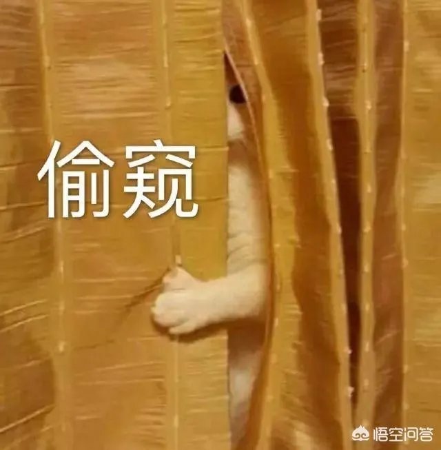 有没有搞笑的猫咪图片，分享一下？