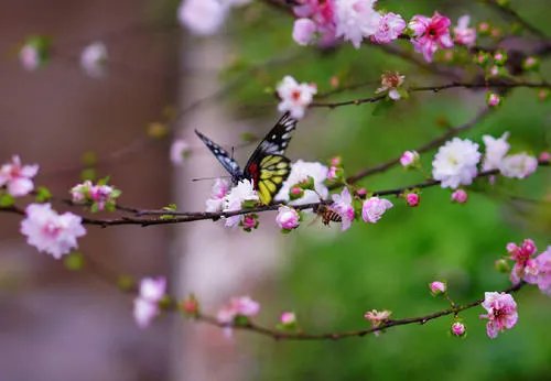 关于春天的小诗有哪些？