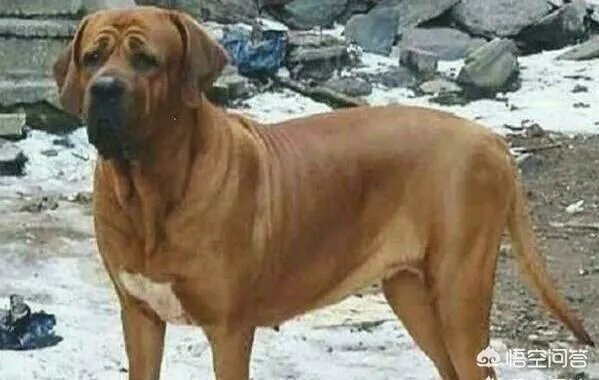 纽波利顿有多恐怖