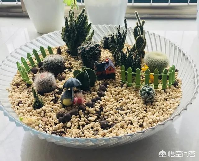 可以拿玻璃花盆养花吗