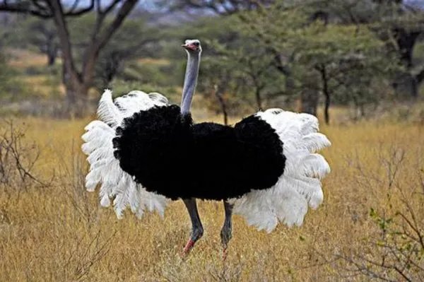 为什么鸵鸟的眼睛和脑袋一样大？