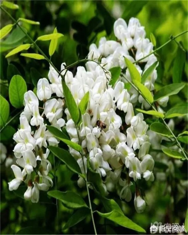 刺槐树有什么作用?