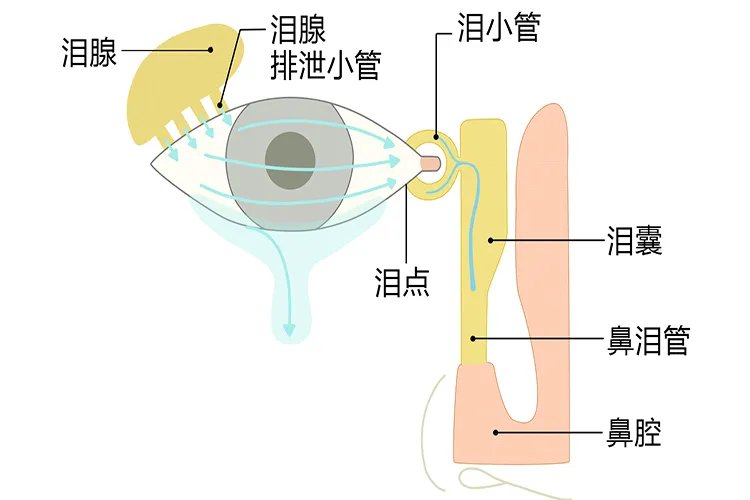 眼睛各个部位名称图解及作用