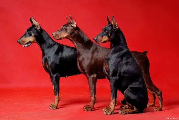 杜宾犬来自德国，而且它们的气质非常的高贵，杜宾犬和罗威纳哪个好？