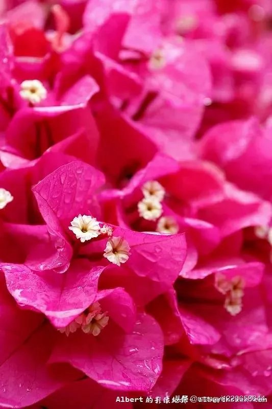 瑞士三角梅为何不开花？