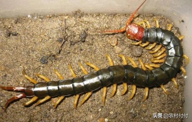 蜈蚣养殖前景如何，从哪几个方面开始？