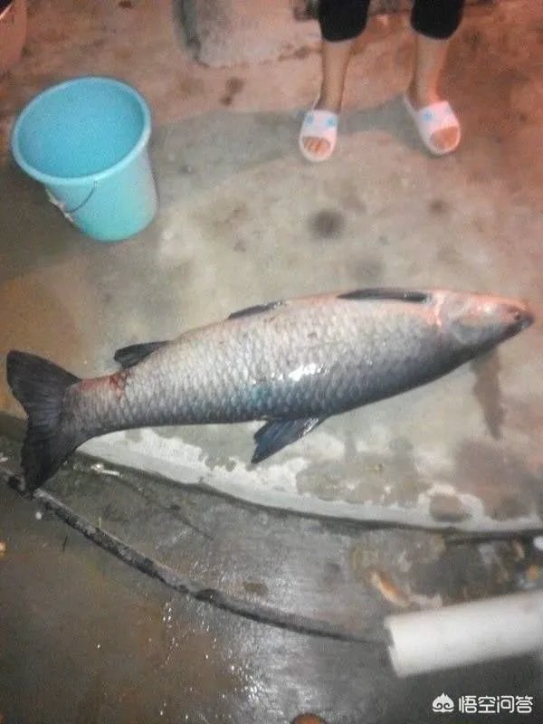 为什么很多农村集市上卖青鱼的都喜欢在鱼箱里撒一把瓜子？