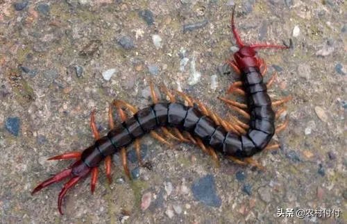 蜈蚣养殖前景如何，从哪几个方面开始？
