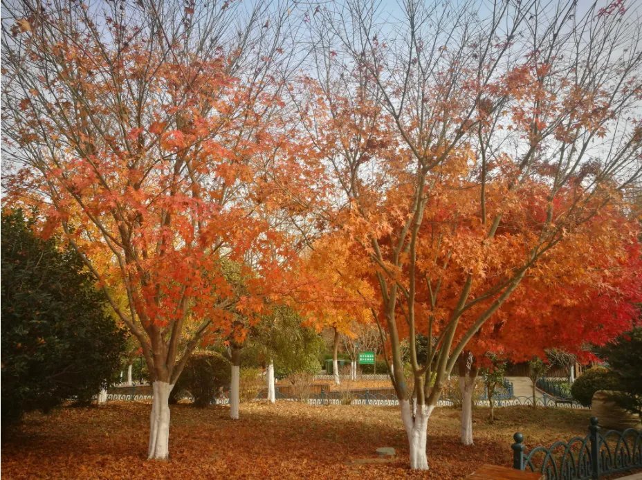 秋枫树的作用与功能是什么?