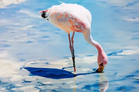 公司董事长和总裁哪个大