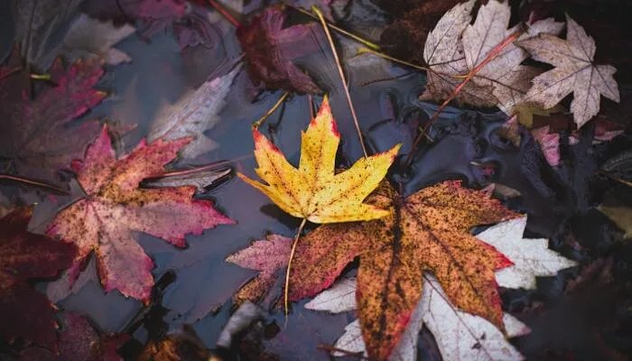 立秋是几月几号2022 2022年立秋是什么时间