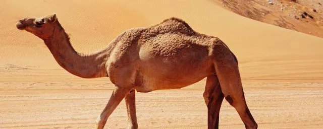 沙漠之舟的舟什么意思