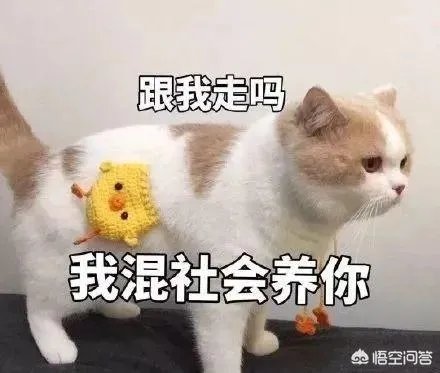 有没有搞笑的猫咪图片，分享一下？