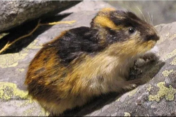 世界十大繁衍能力最强动物：翻车鲀鱼当仁不让，拔得头筹 