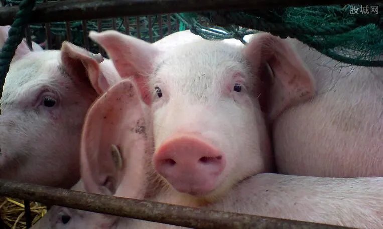 养猪贷款怎么申请 具体流程是这样