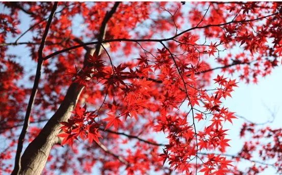 仿真枫树大概多少钱？