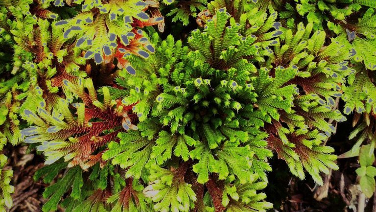 九死还魂草的功效与作用