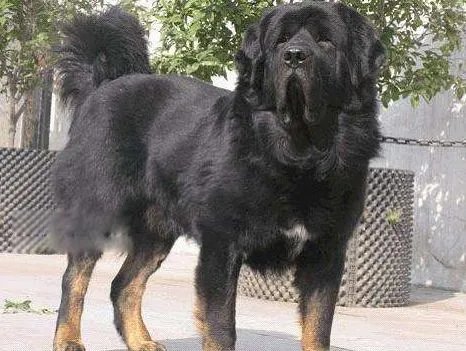 中国藏獒十大獒王排名 狮王中国最有名的藏獒